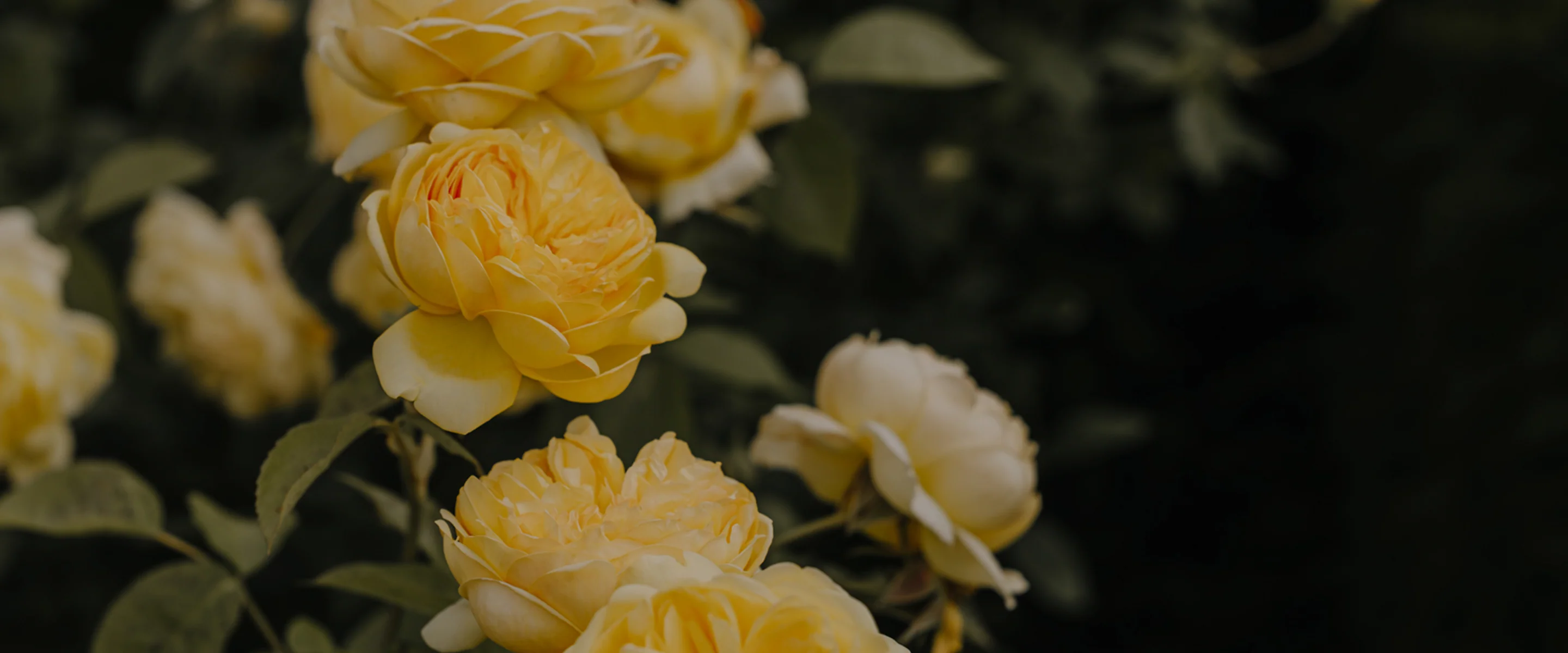 Timeless Elegance in Every Bloom